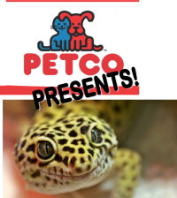 Petco Presents: Leopard Gecko! Petco Presents: Leopard Gecko!