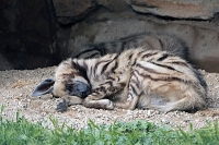Snooze at the Zoo