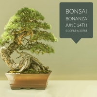 bonsai bonanza