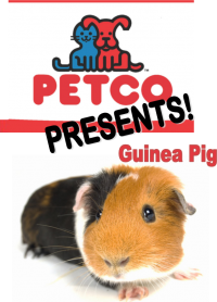 Petco Presents: Guinea Pig! Petco Presents: Guinea Pig!