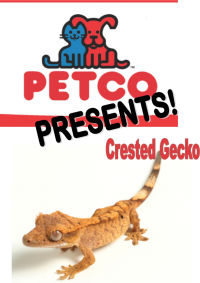 Petco Presents: Crested Gecko