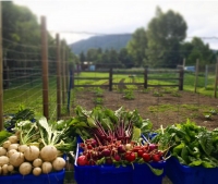 Farm Fresh Produce Farm Fresh Produce