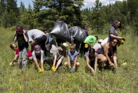 Glacier National Park's Noxious Weed Blitz Glacier National Park's Noxious Weed Blitz