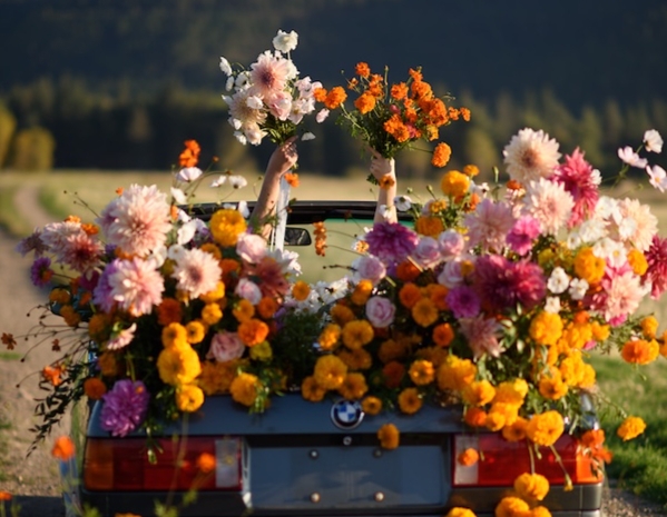 Image for UPick Flowers at Field Five  event