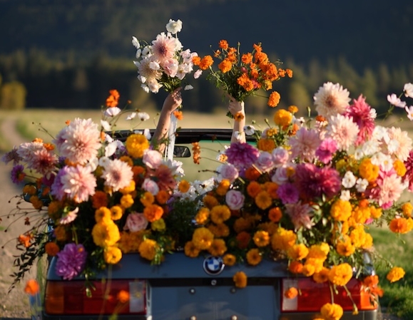 Image for UPick Flowers at Field Five  event