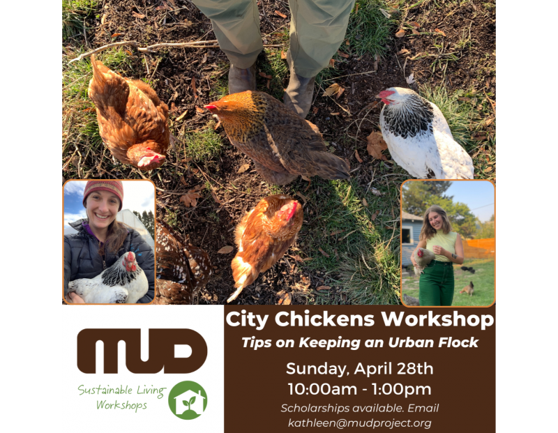 Image for City Chickens Workshop - Tips on Keeping an Urban Flock event