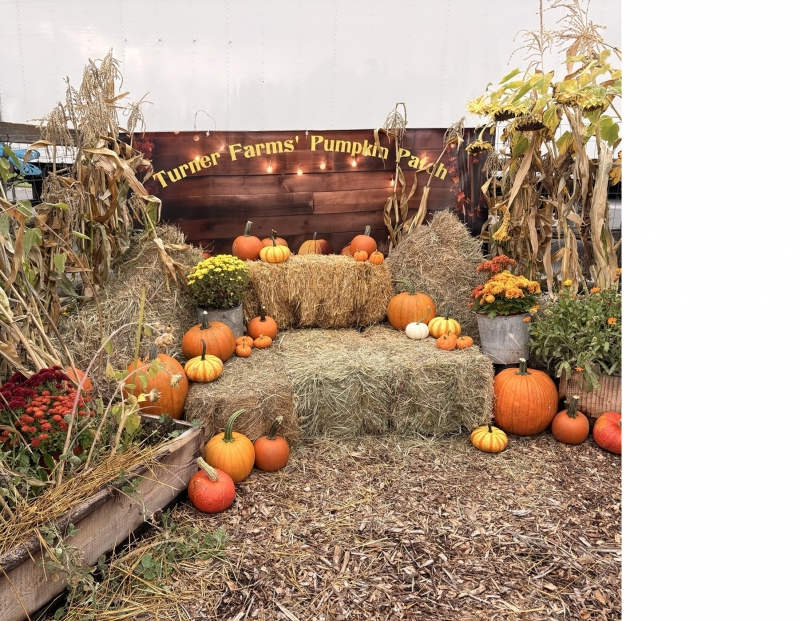 Image for Turner Farms' Annual Pumpkin Festival event