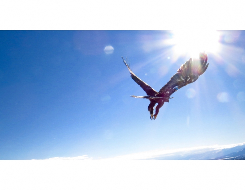 Image for Walking Through Fall - Morning Bird Saunters event