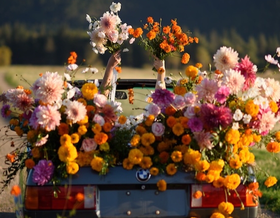 Image for UPick Flowers at Field Five  event