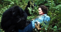 IWFF: GORILLAS IN THE MIST – ALAN ROOT RETROSPECTIVE IWFF: GORILLAS IN THE MIST – ALAN ROOT RETROSPECTIVE