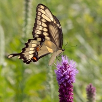 Butterfly Walk Butterfly Walk