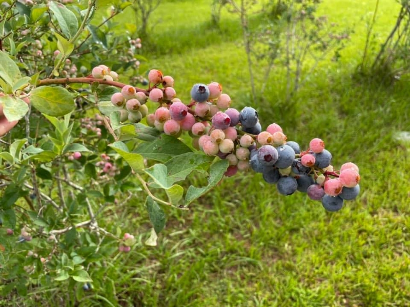 Nana's Blueberry Farm | Blueberry Picking
