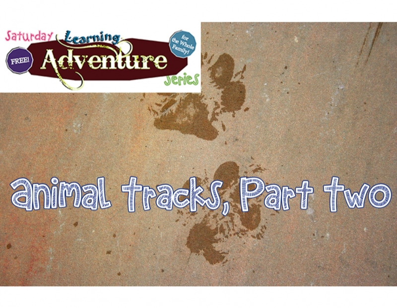 Free Family Activity: Animal Tracks, Part Two
