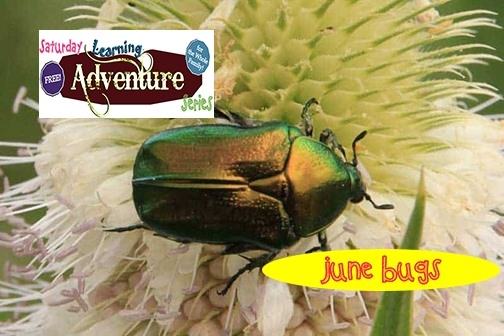 June Bugs Activity at Ravalli County Museum