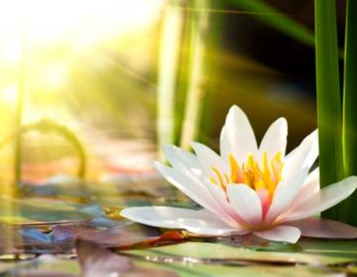 Neelakantha Meditation Initiation Day 2 12:00 PM Pacific Time on Zoom Neelakantha Meditation Initiation Day 2 12:00 PM Pacific Time on Zoom