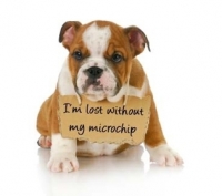 Low-Cost Microchip Clinic Low-Cost Microchip Clinic