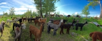 Alpacas of Montana Open House Alpacas of Montana Open House