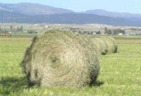 Montana Agricultural Outlook and Policy Update Montana Agricultural Outlook and Policy Update