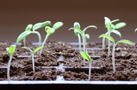 Seed Starting Seminar - Repeat Seed Starting Seminar - Repeat