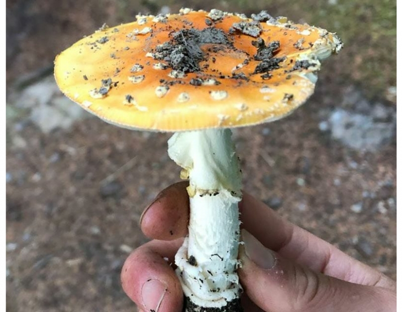 Fall Mushroom Foray Fall Mushroom Foray