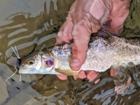 Winter Fly Fishing Winter Fly Fishing