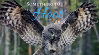 Something to Hoot About Something to Hoot About