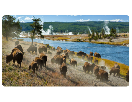 Yellowstone Park Program at Whitefish Community Ctr Yellowstone Park Program at Whitefish Community Ctr