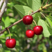 Fruit Trees & Small Fruits Seminar Fruit Trees & Small Fruits Seminar