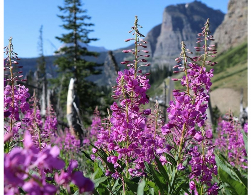 Early Season Wildflowers Guided Educational Hike 