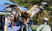 Flathead Audubon Birds of Prey Festival Flathead Audubon Birds of Prey Festival