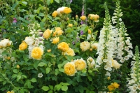 Perennials & Roses Seminar Perennials & Roses Seminar