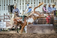 Brash Rodeo Summer Series 2020 Brash Rodeo Summer Series 2020