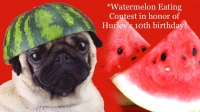 Pug Meetup Pug Meetup