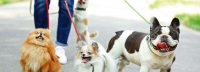 Fetch November Pack Walks Fetch November Pack Walks