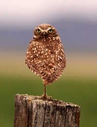 Owls of Montana Owls of Montana