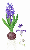 Botanical Art and Illustration Botanical Art and Illustration