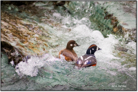 Where Do Harlequin Ducks Go In the Winter? Where Do Harlequin Ducks Go In the Winter?