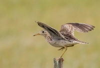 A Birding Tour of Montana's Wildlife Refuges A Birding Tour of Montana's Wildlife Refuges