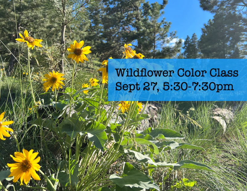 Wildflower Color Painting Class