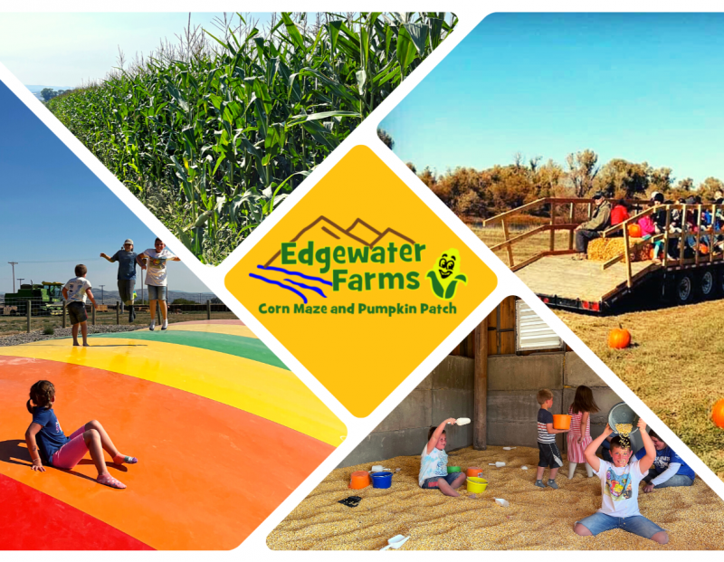 Opening Weekend at Edgewater Farms Corn Maze