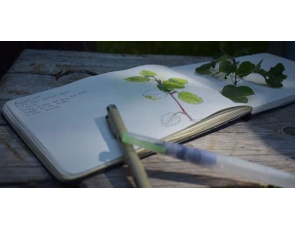 Introduction to Nature Journaling, Six-Part Course