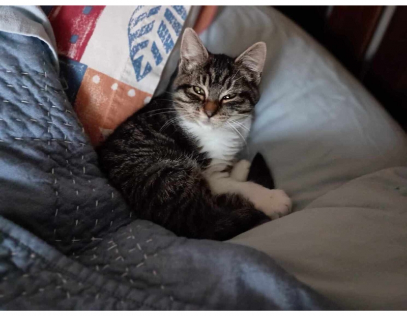 Kitten and cat adoptions! 04/13/2024 Lolo, Montana, Tractor Supply