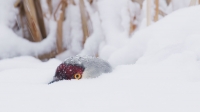 EPIC Yellowstone: Life of a Wing EPIC Yellowstone: Life of a Wing