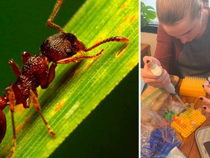 Community Science: Barcoding US Ants Field Day