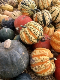 Garden City Harvest Winter Veggie Sale Garden City Harvest Winter Veggie Sale