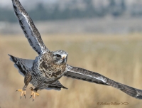 Wintering Raptors Field trip Wintering Raptors Field trip