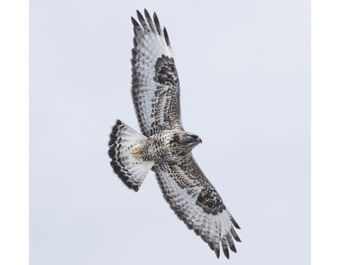 Image for Winter Raptor Excursion event