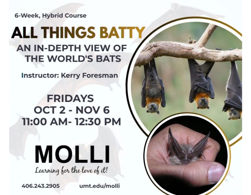 Image for All Things Batty: An In-Depth View of the World's Bats event