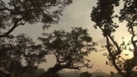 IWFF: Dusk Chorus IWFF: Dusk Chorus
