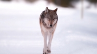 Epic Yellowstone: Return of The Predators Epic Yellowstone: Return of The Predators